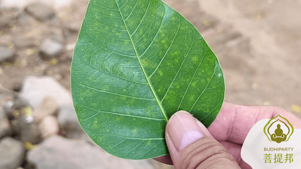 Bodhi Leaf Budhiparty Spiritual Journey
