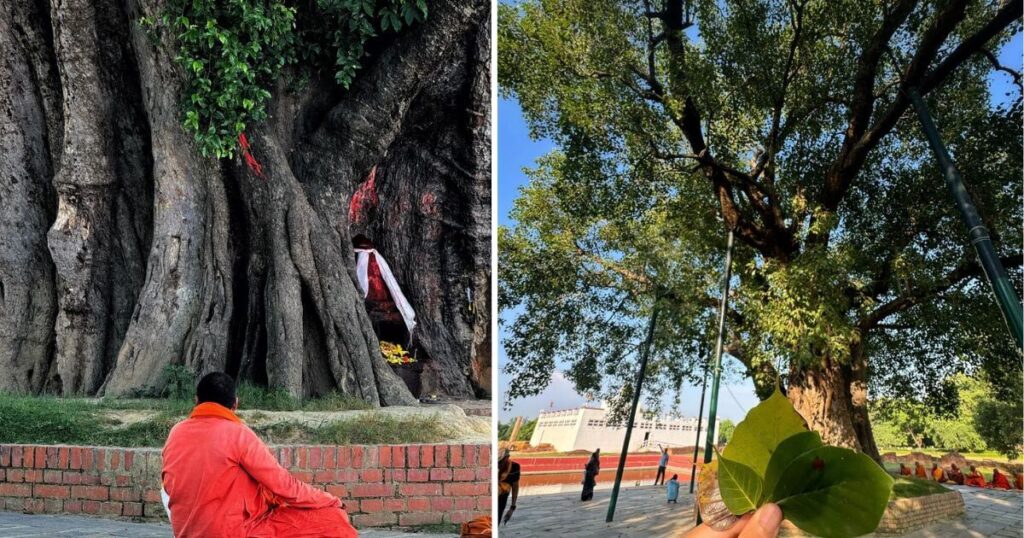 Bodhi tree3